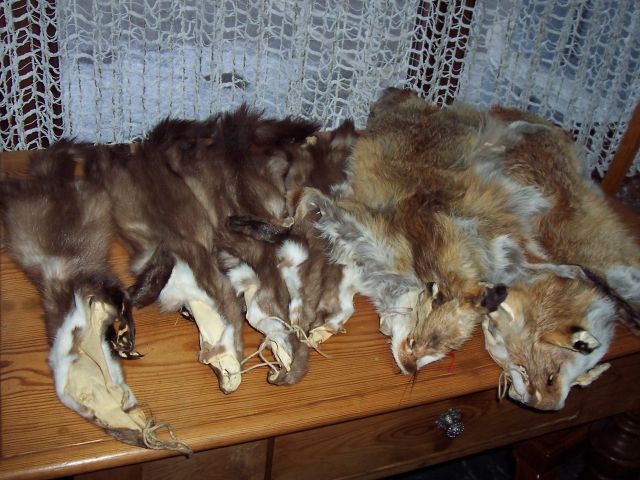 Fuchs uned Marderbälge  - Sonstige Sammlungen - Gerolzhofen